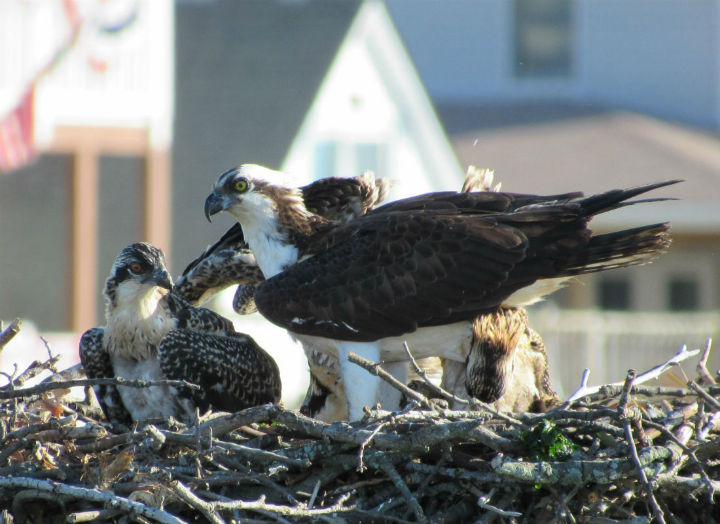 Osprey